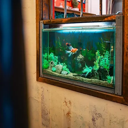 Malkia Inter Tırnova